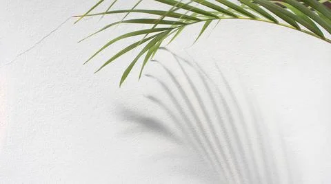Green leaf of palm tree with shadow on white background Foto stock