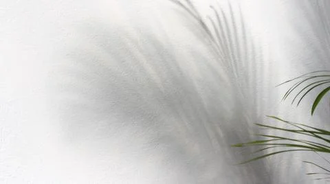 Green leaf of palm tree with shadow on white background Foto stock