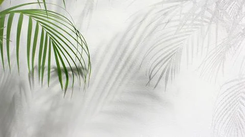 Green leaf of palm tree with shadow on white background Stock Photos