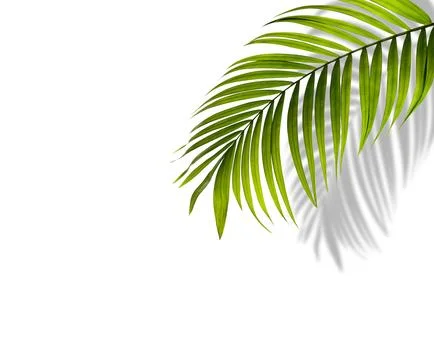 Green leaf of palm tree with shadow on white background Stock Photos