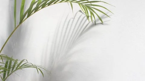 Green leaf of palm tree with shadow on white background Stock Photos