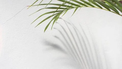 Green leaf of palm tree with shadow on white background Stock Photos
