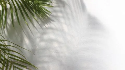 Green leaf of palm tree with shadow on white background Stock Photos