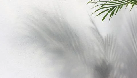 Green leaf of palm tree with shadow on white background Stock Photos