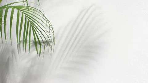 Green leaf of palm tree with shadow on white background Stock Photos