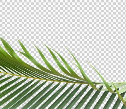 Green leaf of palm tree on transparent background png file Stock Photos