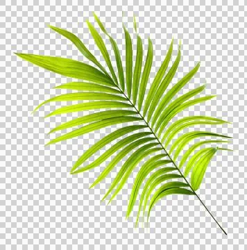 Green leaf of palm tree on transparent background png file Foto stock