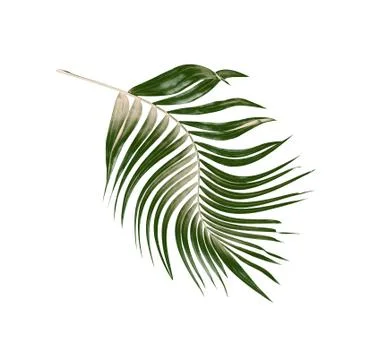 Green leaf of palm tree on white background Stock Illustration
