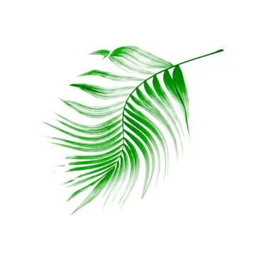 Green leaf of palm tree on white background Stock Photos