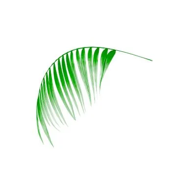 Green leaf of palm tree on white background Stock Photos