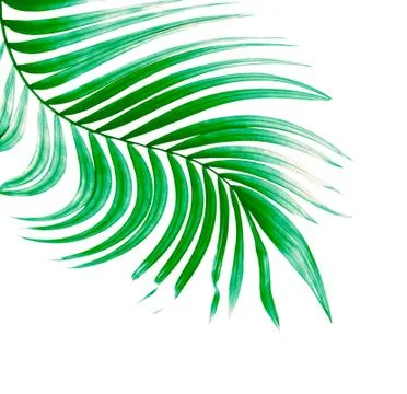 Green leaf of palm tree on white background Stock Photos