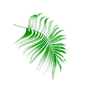 Green leaf of palm tree on white background Stock Photos