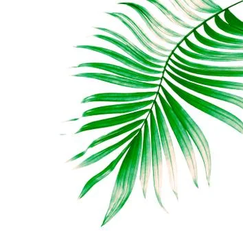 Green leaf of palm tree on white background Stock Photos