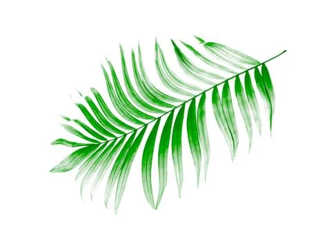 Green leaf of palm tree on white background Foto stock