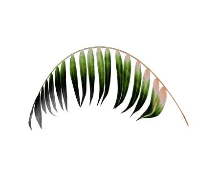 Green leaf of palm tree on white background Stock Photos