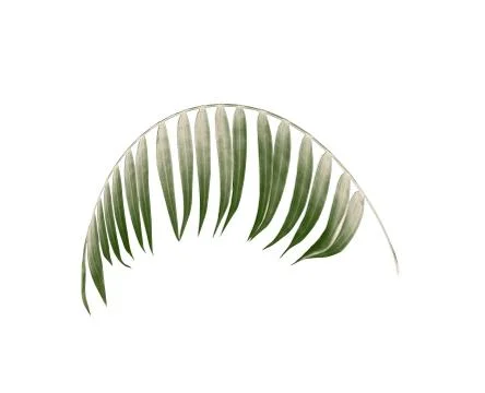 Green leaf of palm tree on white background Stock Photos