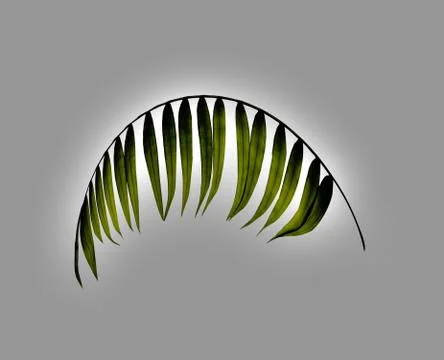 Green leaf of palm tree on white background Stock Photos