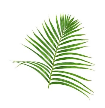 Green leaf of palm tree on white background Stock-Fotos