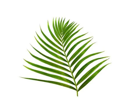 Green leaf of palm tree on white background Stock Photos