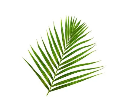 Green leaf of palm tree on white background Stock Photos