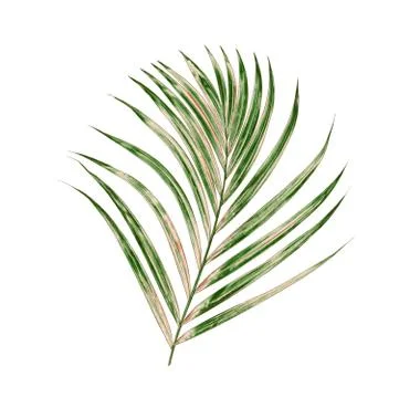 Green leaf of palm tree on white background Stock Photos