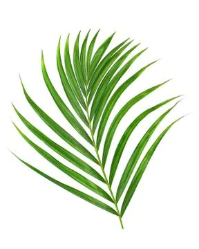 Green leaf of palm tree on white background Stock Photos