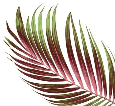 Green leaf of palm tree on white background Stock Photos