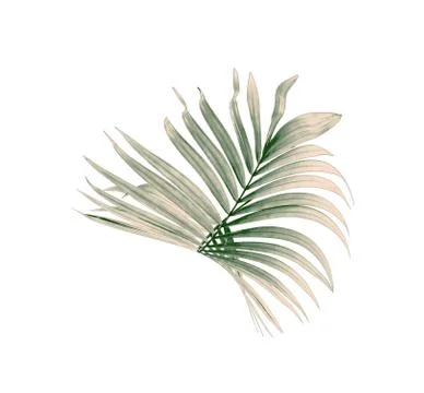 Green leaf of palm tree on white background Foto stock