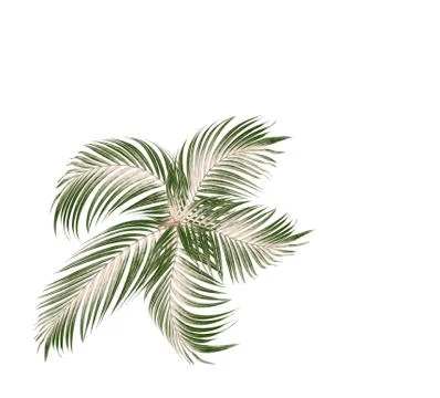 Green leaf of palm tree on white background Stock Photos