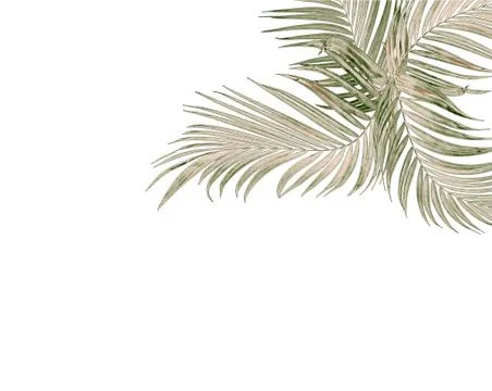 Green leaf of palm tree on white background Stock Photos