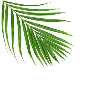 Green leaf of palm tree on white background Stock-Fotos