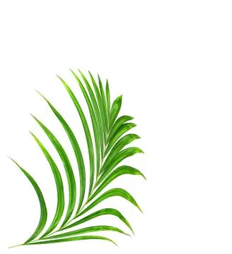 Green leaf of palm tree on white background Stock Photos
