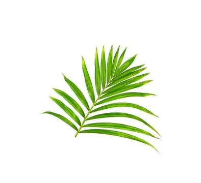 Green leaf of palm tree on white background Foto stock