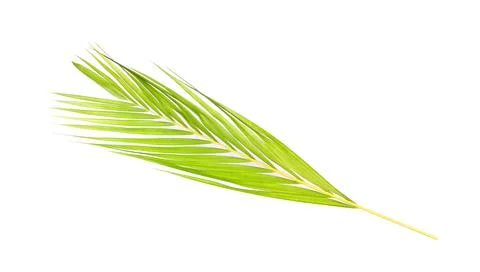 Green leaf of palm tree on white background Stock Photos