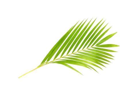 Green leaf of palm tree on white background Stock Photos