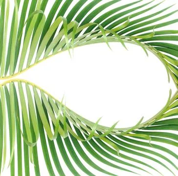 Green leaf of palm tree on white background Stock Photos