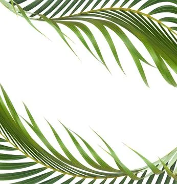 Green leaf of palm tree on white background Stock Photos