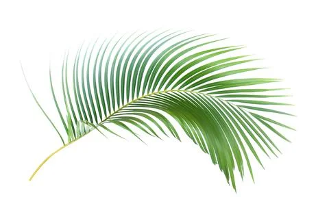 Green leaf of palm tree on white background with clipping path Stock Photos