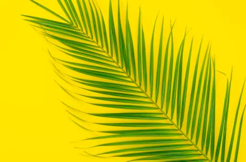 Green leaf of palm tree on yellow background Stock Photos
