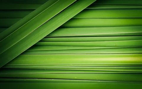 Green leaf of papyrus abstract background Fotos Stock