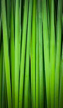 Green leaf of papyrus abstract background Fotos Stock