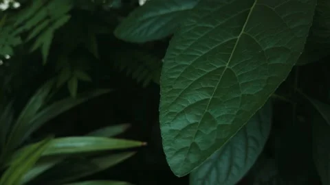 Green Leaf in The Park with Breeze. Stock Footage 133983490
