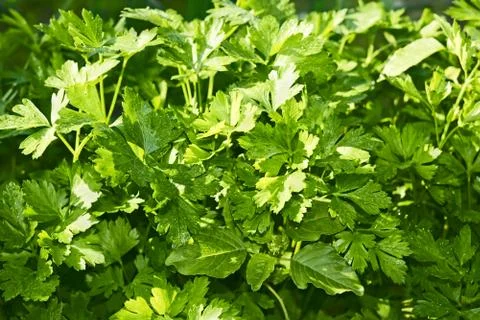 Green leaf parsley Stock Photos