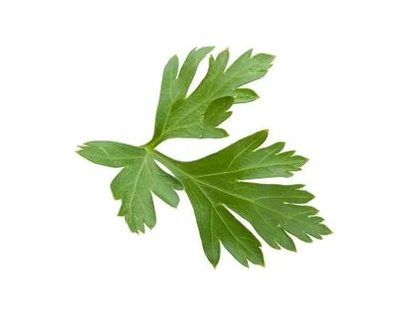Green leaf of parsley Stock-Fotos