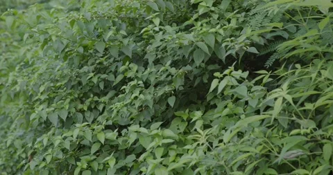 Green leaf patch in windy day Stock Footage 166272123