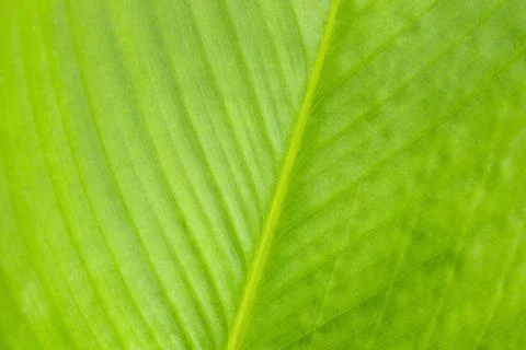 Green leaf pattern, Abstract nature background. Close-up. Stock Photos