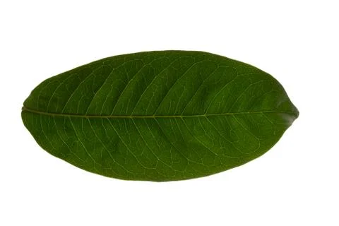 Green leaf pattern Against the white background Stock Photos