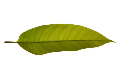 Green leaf pattern Against the white background Stock Photos