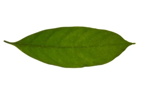 Green leaf pattern Against the white background Stock Photos