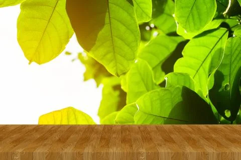 Green leaf pattern background with light and copy space from low angle view. Stock Photos